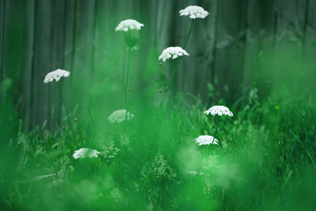 4 Common Backyard Weeds That Are Secretly Nutrient-Rich Superfoods for Your Soil - Featured image