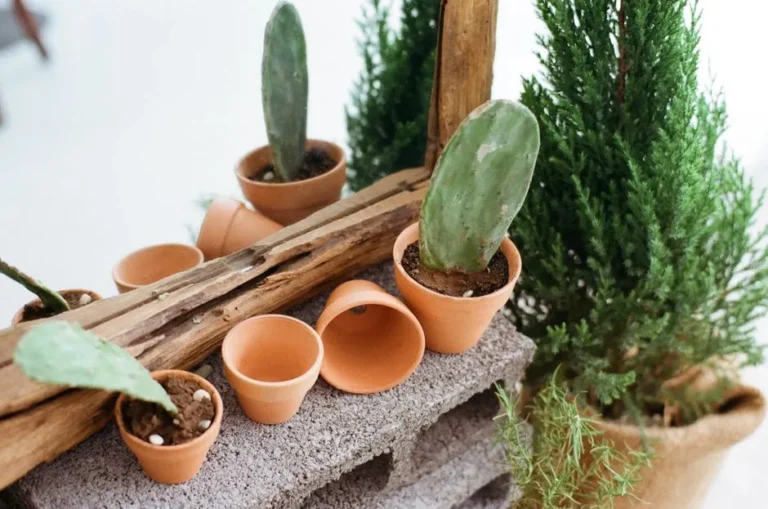 How to Clean and Sanitize Used Terracotta Pots to Prevent Plant Disease - Featured image