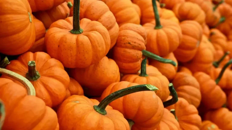 Fertilizer Balance for Giant Pumpkins - Featured image