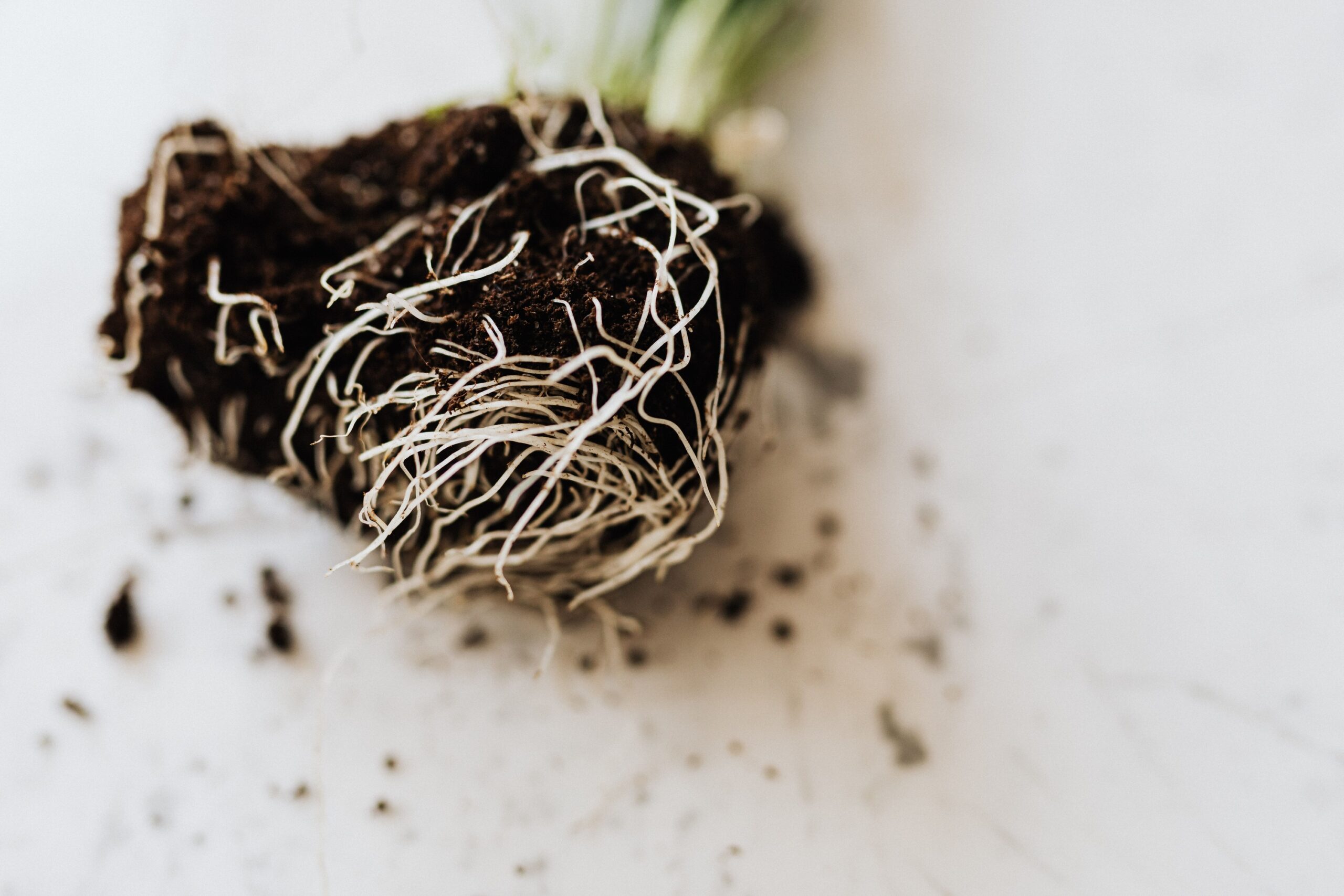 5 Plants With Roots So Strange Scientists Still Study Them