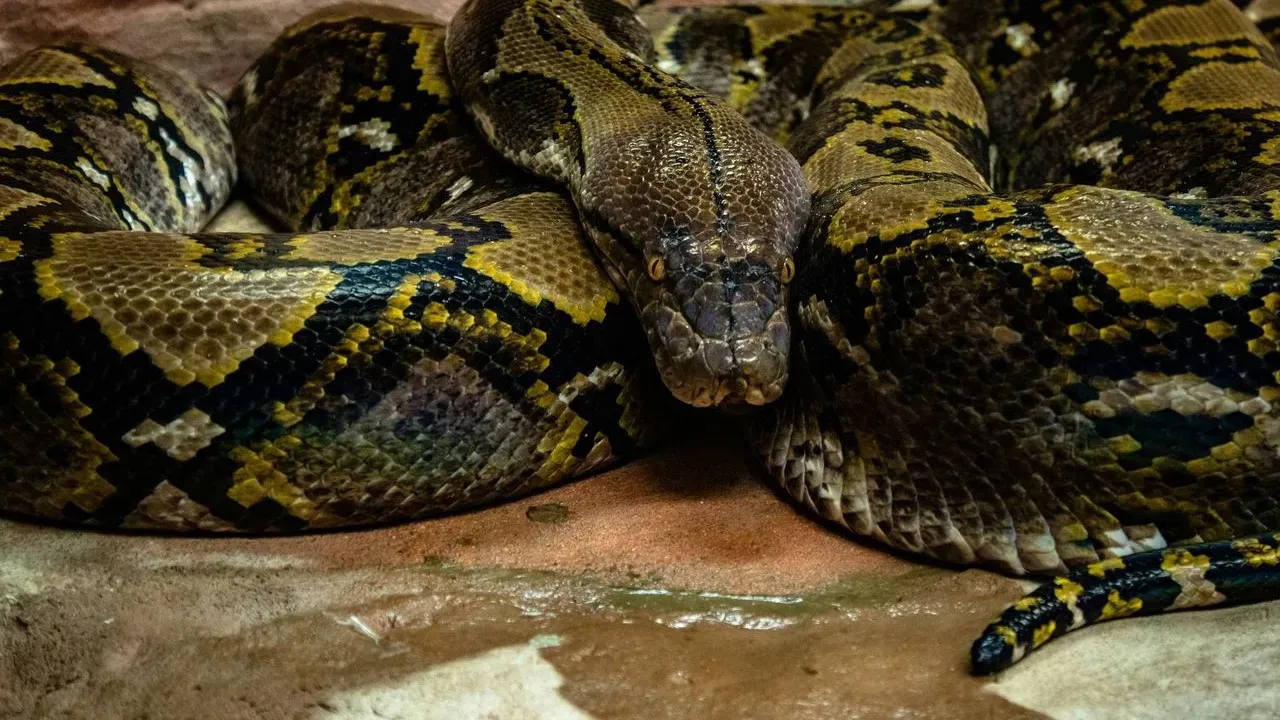 Everglades Python Hunt Begins With $25,000 Prize