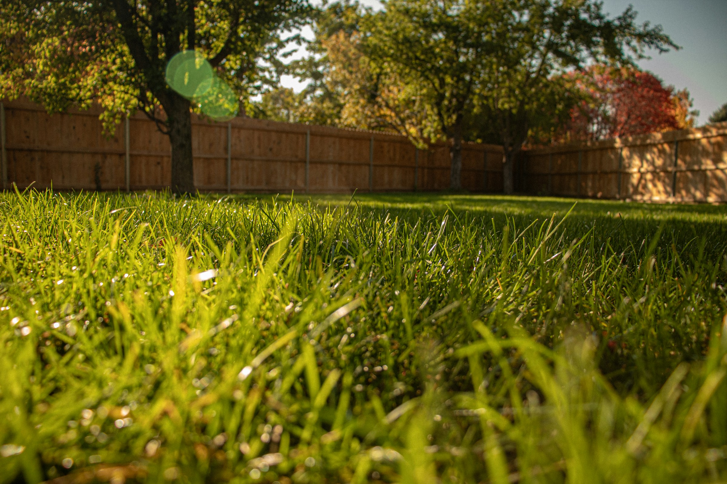 The Reason Your Lawn Turns Brown Even When You Water Enough