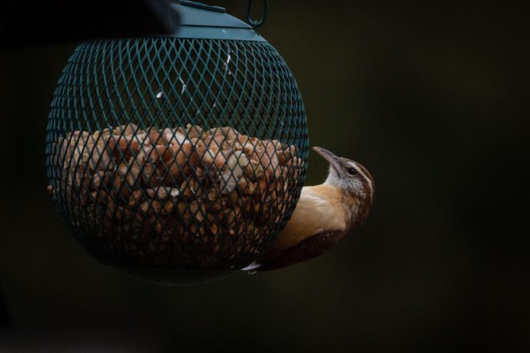 The Innocent Birdfeeder Mistake That Is Actually Inviting Rodents - Featured image