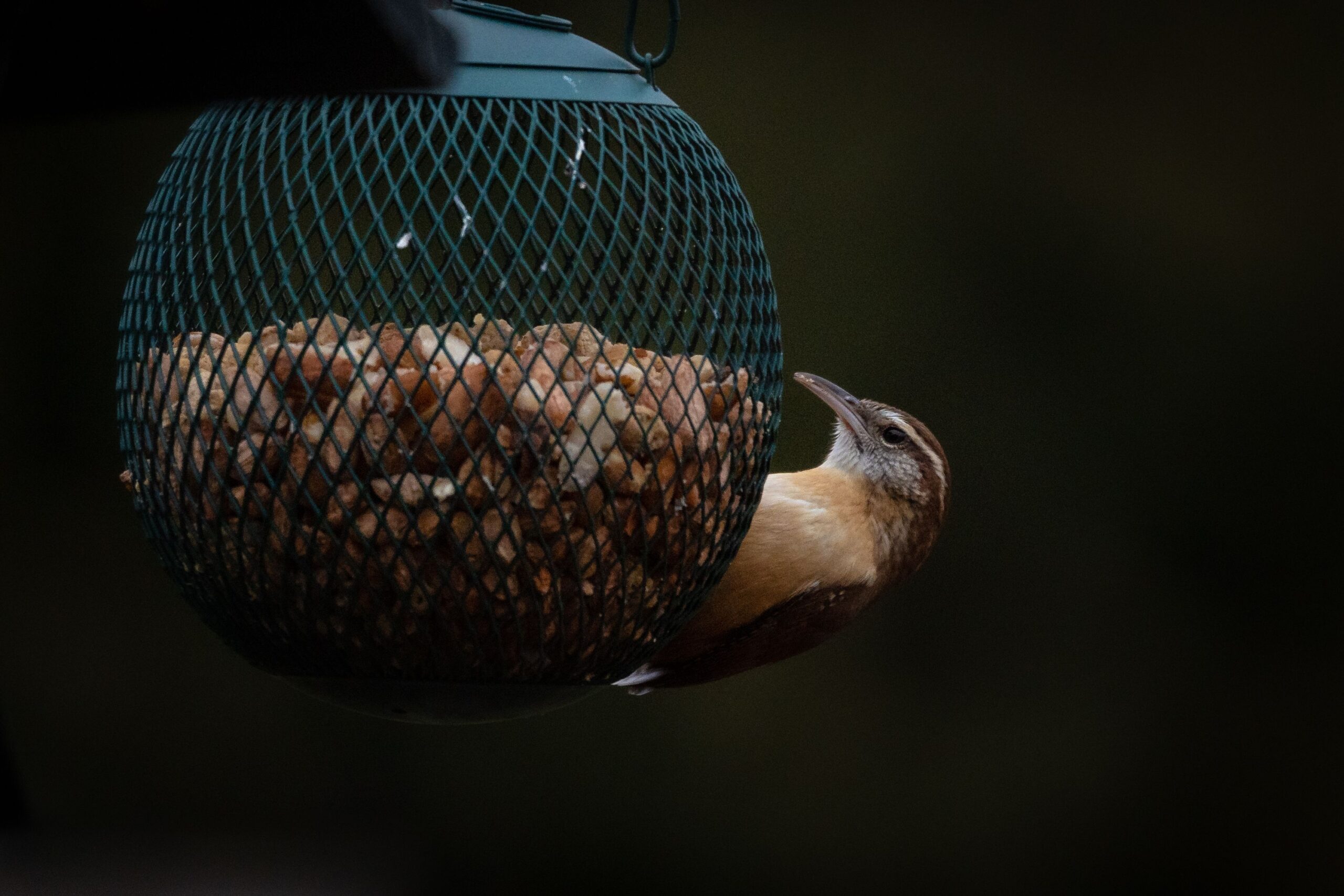 The Innocent Birdfeeder Mistake That Is Actually Inviting Rodents