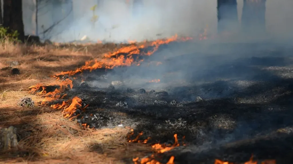 Wildfire Smoke Raises Fresh Concerns for Gardeners - Featured image