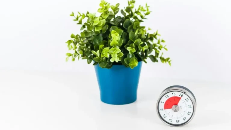 The Overlooked Tool That Prevents Plant Deaths From Watering Mistakes - Featured image