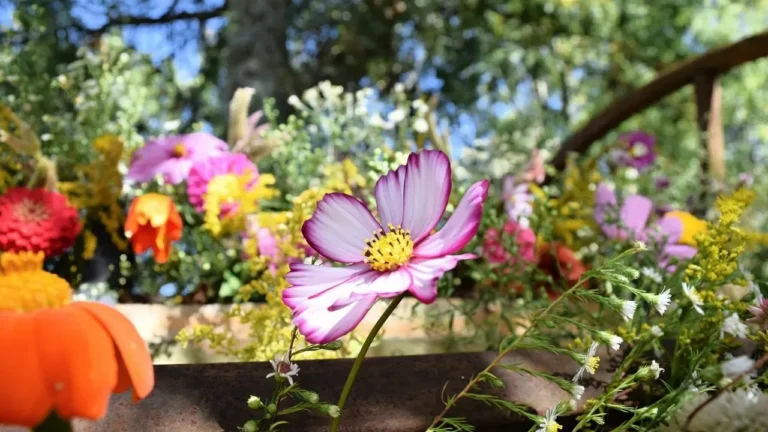 Indiana Gardens Face Challenges from Unusually Brief Spring and Early Heat - Featured image