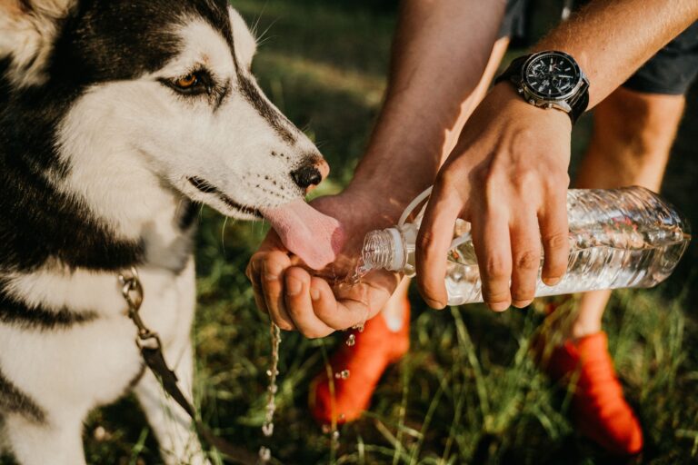 Why Some Dogs Refuse to Drink From Their Own Water Bowl - Featured image