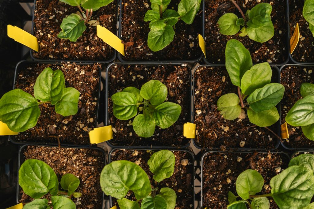 How to Stop Leaf Miners Before They Turn Your Spinach Patch Into a Wasteland - Featured image
