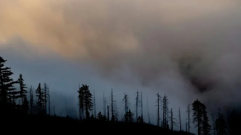 Pacific Northwest Wildfires Surpass One Million Acres, Clouding Gardens and Skies Across the Region - Featured image