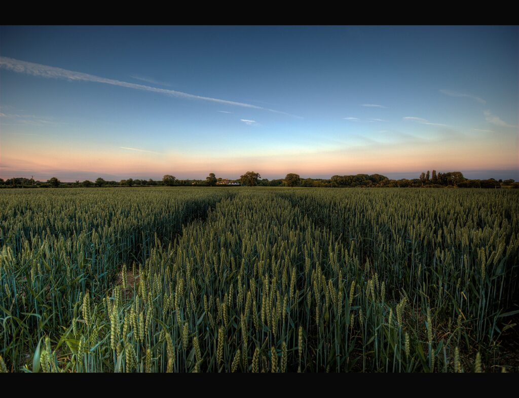 Are You Planting These Veggies Too Close Together? Why They're Stealing Each Other's Nutrients - Featured image