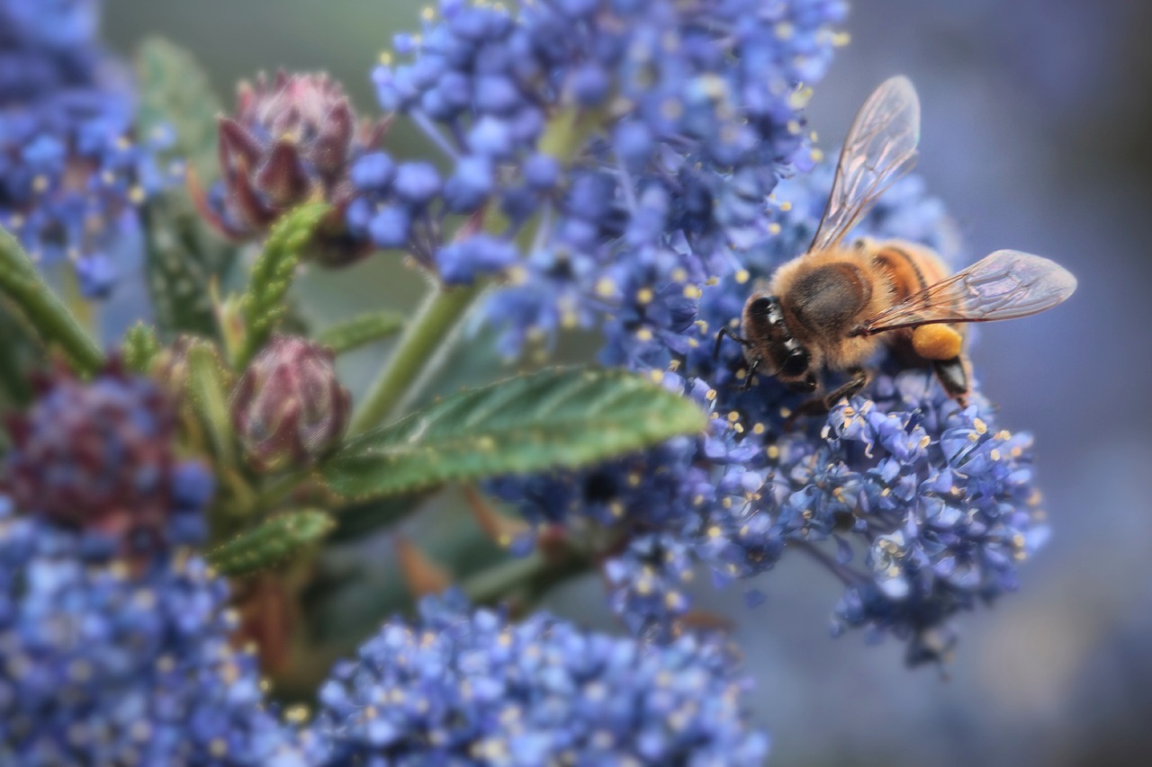 The Critical Difference Between Honeybees and Native Bees (and Why Both Matter)