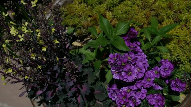 The Plant Pairing Gardeners Rely On for Continuous Cottage Garden Color - Featured image