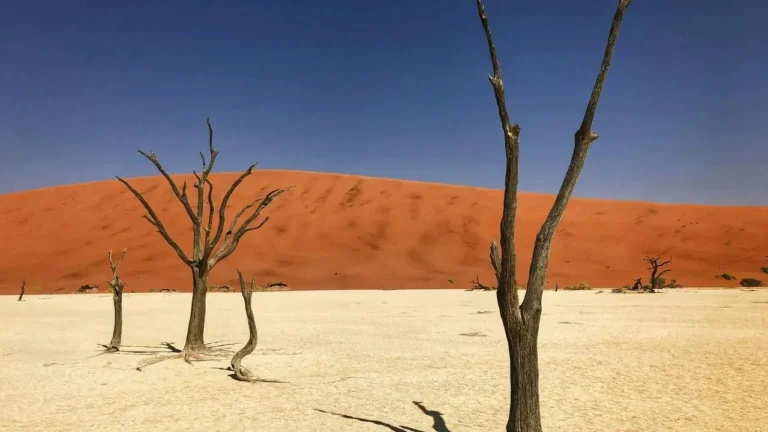 Arizona Desert Trees That Stay Manageable - Featured image