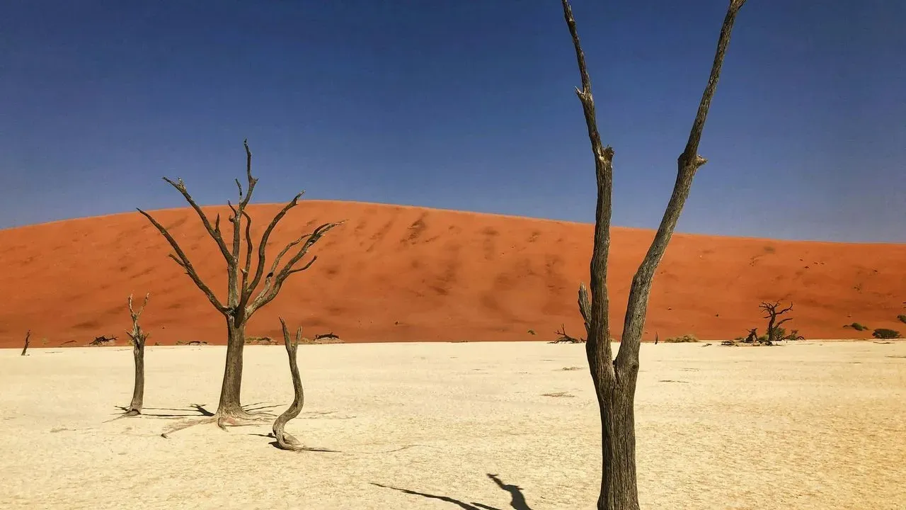 Arizona Desert Trees That Stay Manageable