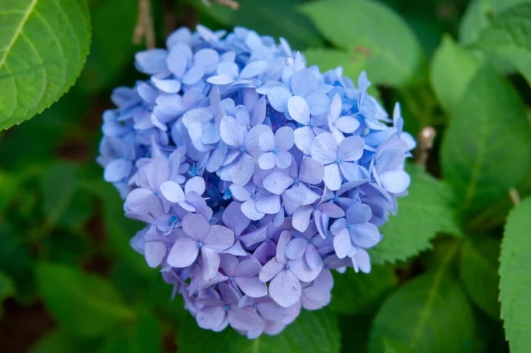 How to Save Your Hydrangeas From Bud Blast Before They Fail to Bloom - Featured image