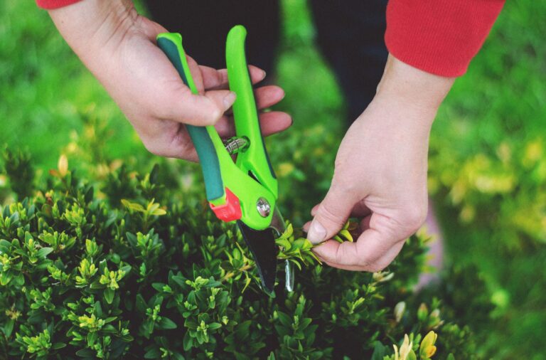 Grandpa's Handshake Deal Method for Trading Garden Cuttings - Featured image