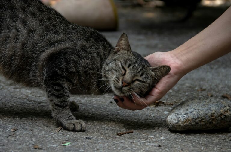Why Cats Choose the One Person Who Ignores Them Most - Featured image