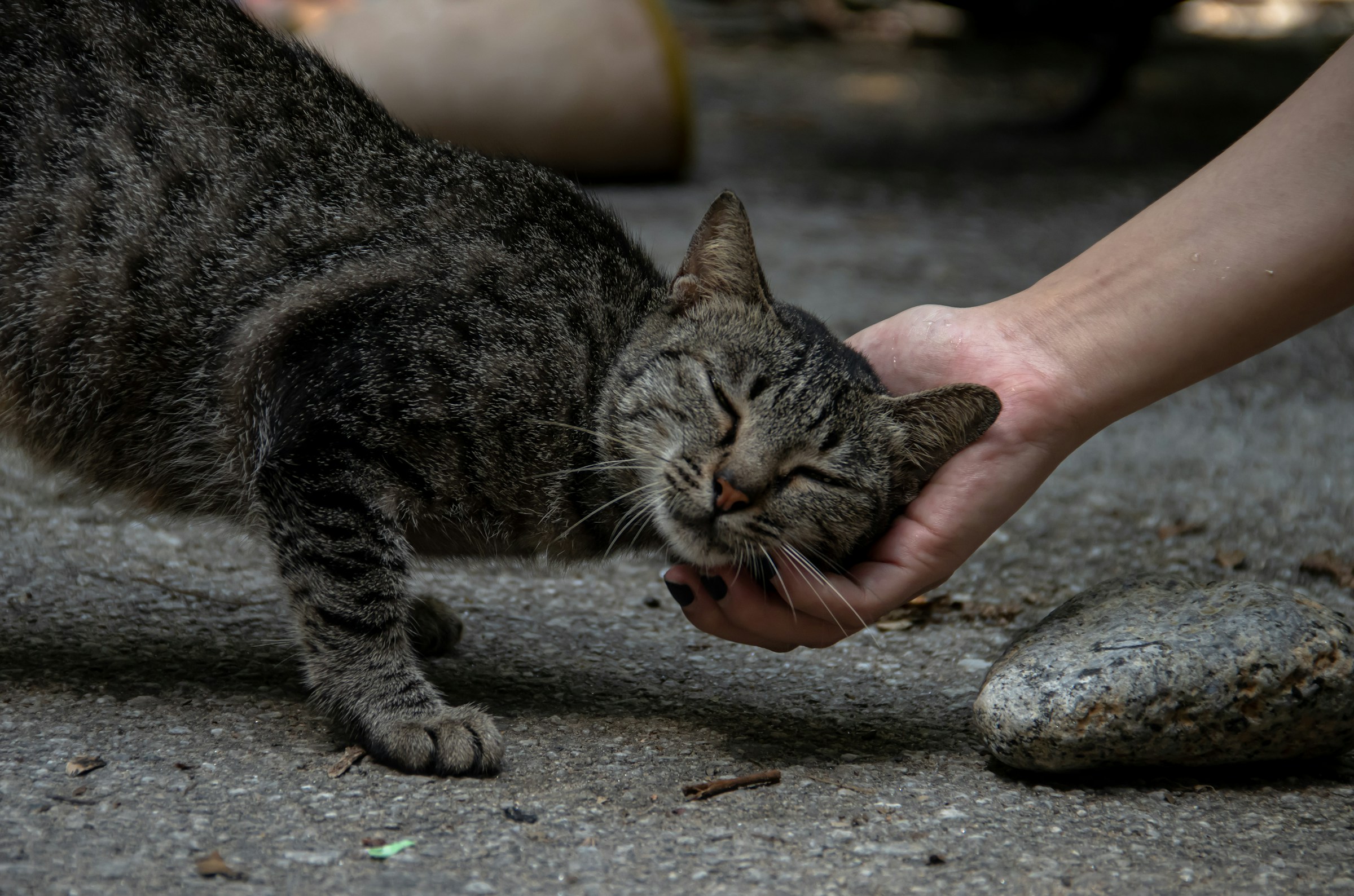 Why Cats Choose the One Person Who Ignores Them Most