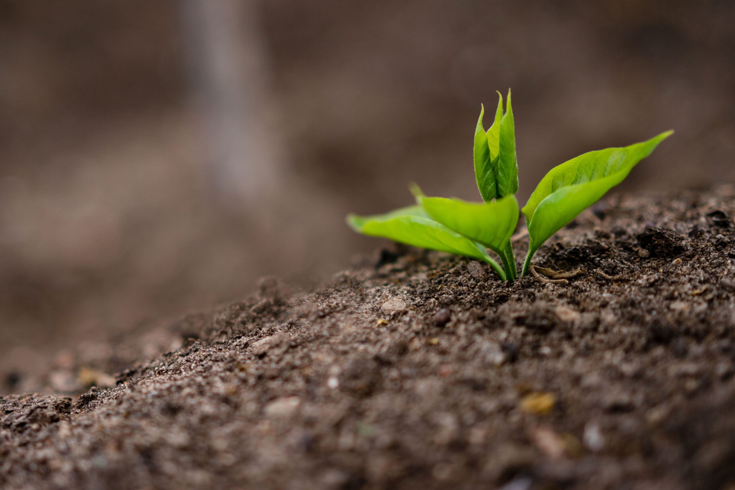 6 Fertilizing Habits That Are Quietly Destroying Your Soil