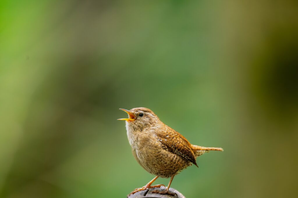 The Bird Song Most People Mistake for Something Else Entirely - Featured image