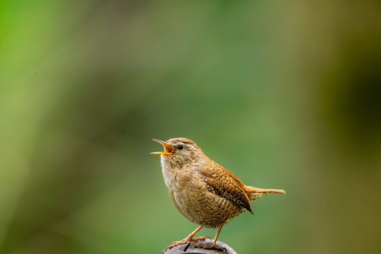 The Bird Song Most People Mistake for Something Else Entirely - Featured image