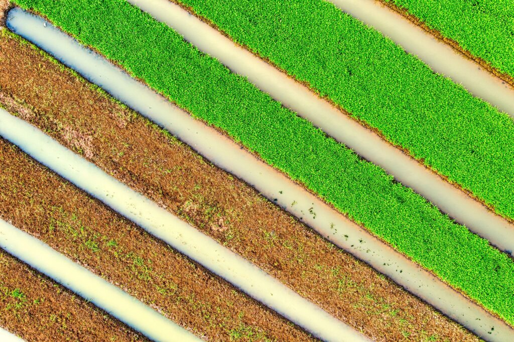 The Diagonal Row Planting Style That Fell Out of Fashion for No Good Reason - Featured image