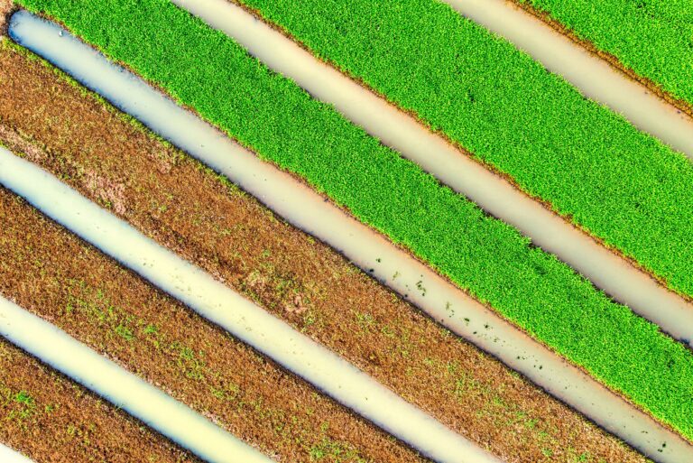 The Diagonal Row Planting Style That Fell Out of Fashion for No Good Reason - Featured image