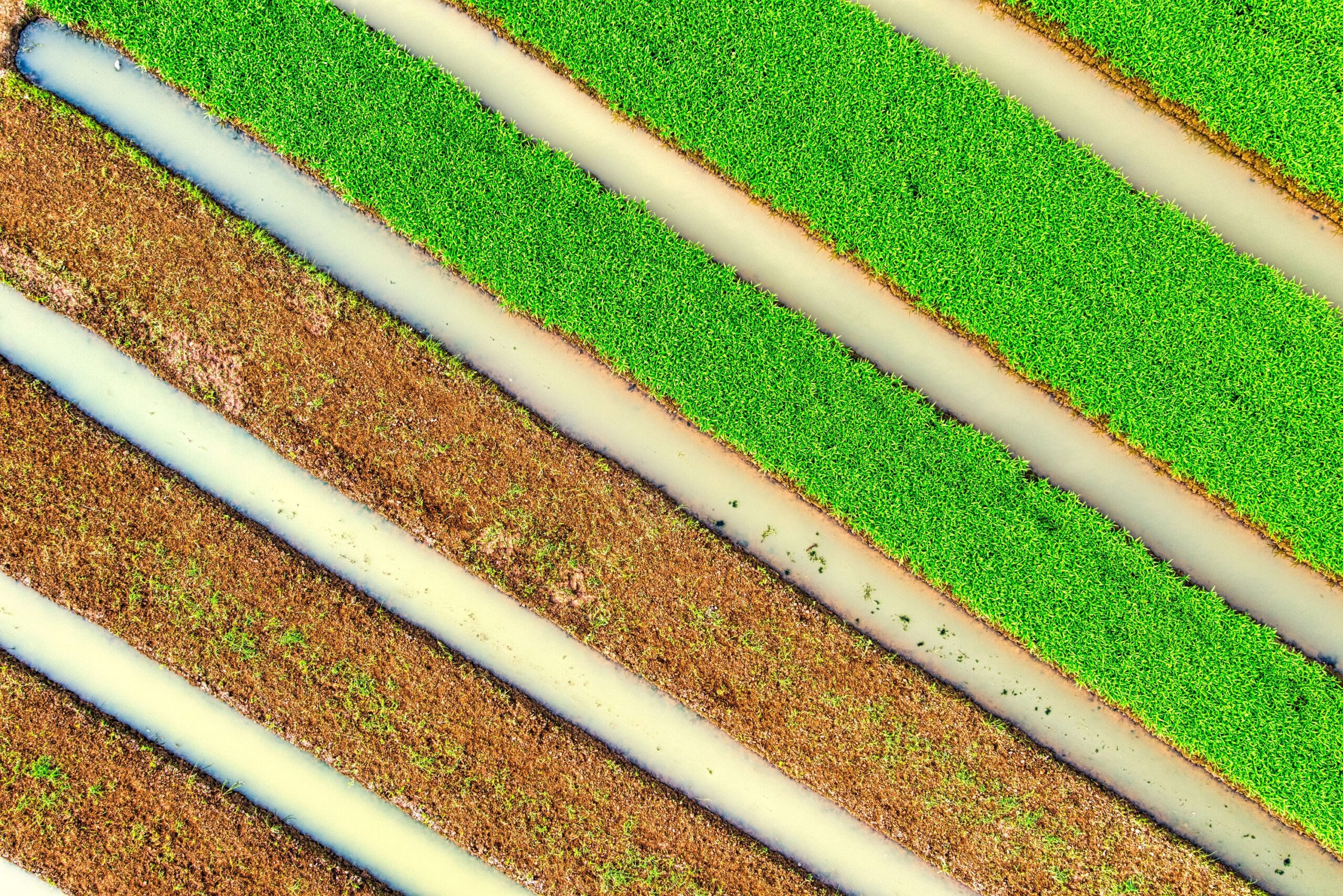 The Diagonal Row Planting Style That Fell Out of Fashion for No Good Reason