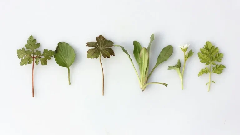 The Trick Gardeners Swear By to Keep Fresh Herbs From Wilting in the Fridge - Featured image