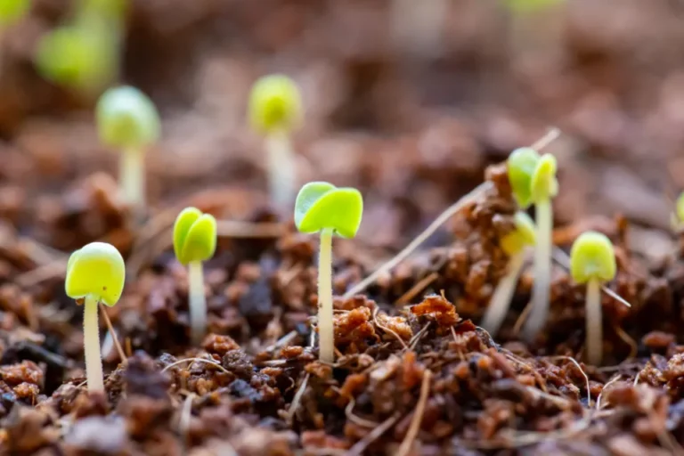 Are You "Hardening Off" Your Seedlings Wrong? Why Your Plants Are Shocked - Featured image