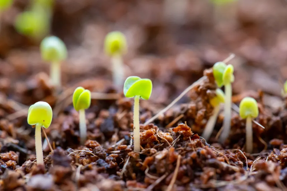 Are You "Hardening Off" Your Seedlings Wrong? Why Your Plants Are Shocked - Featured image