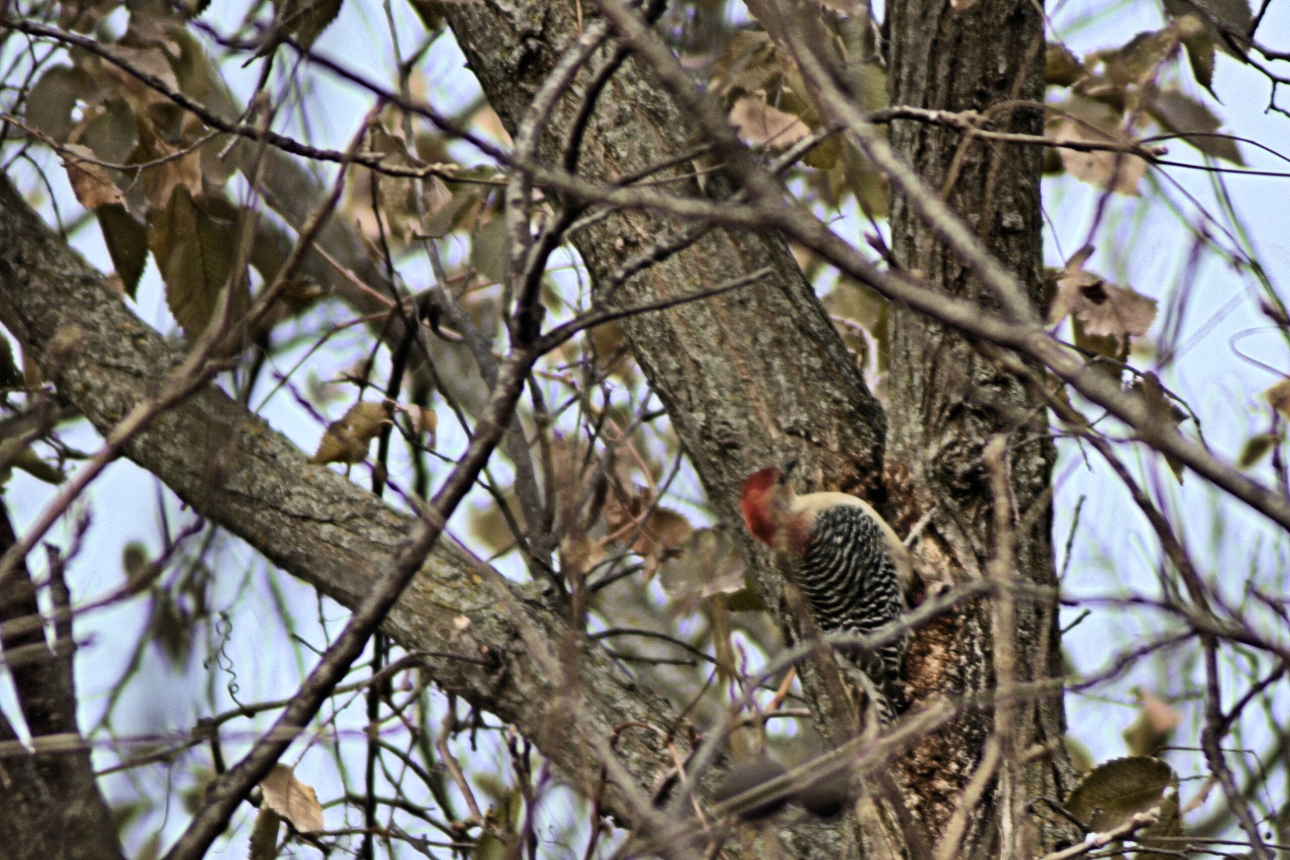 The Reason Woodpeckers Target Some Houses More Than Others