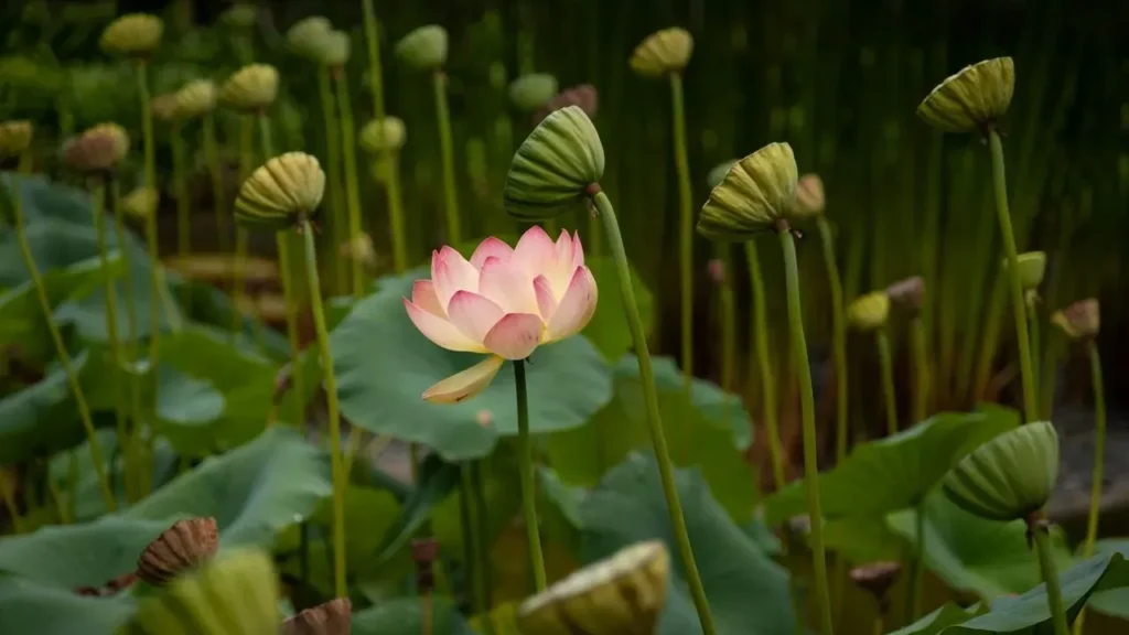 Lotusland: Montecito's Once-Private Garden of Bold Surprises - Featured image