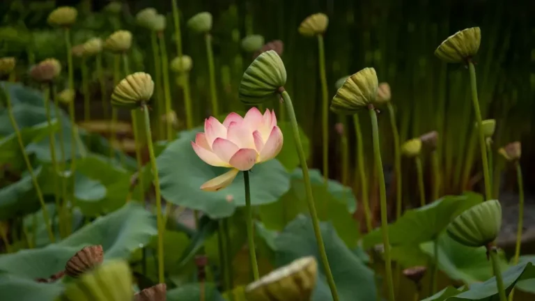 Lotusland: Montecito's Once-Private Garden of Bold Surprises - Featured image