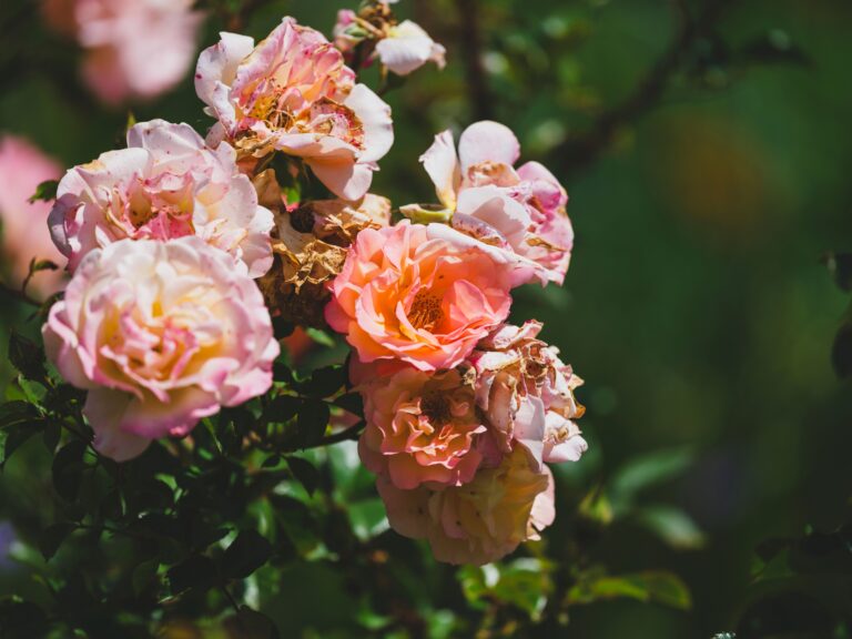 Why Grandmother's Garden Always Smelled Different Than Yours Does - Featured image