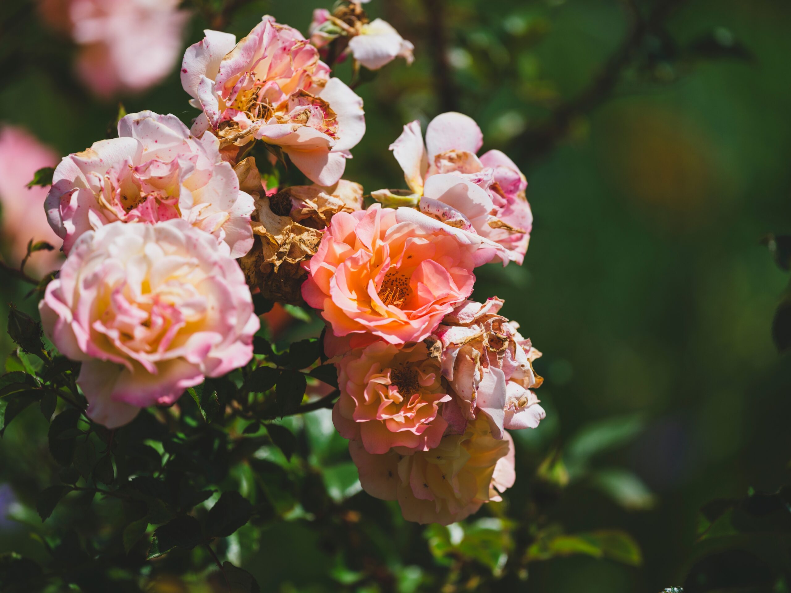 Why Grandmother's Garden Always Smelled Different Than Yours Does