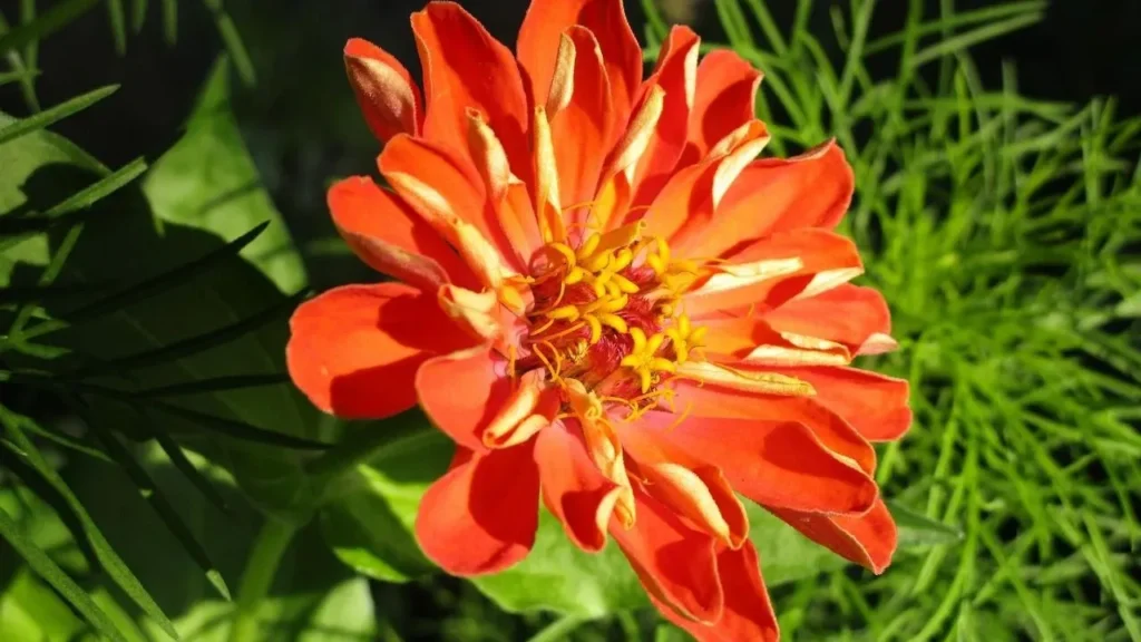 Root Zinnia Cuttings in Water to Multiply Plants Quickly - Featured image