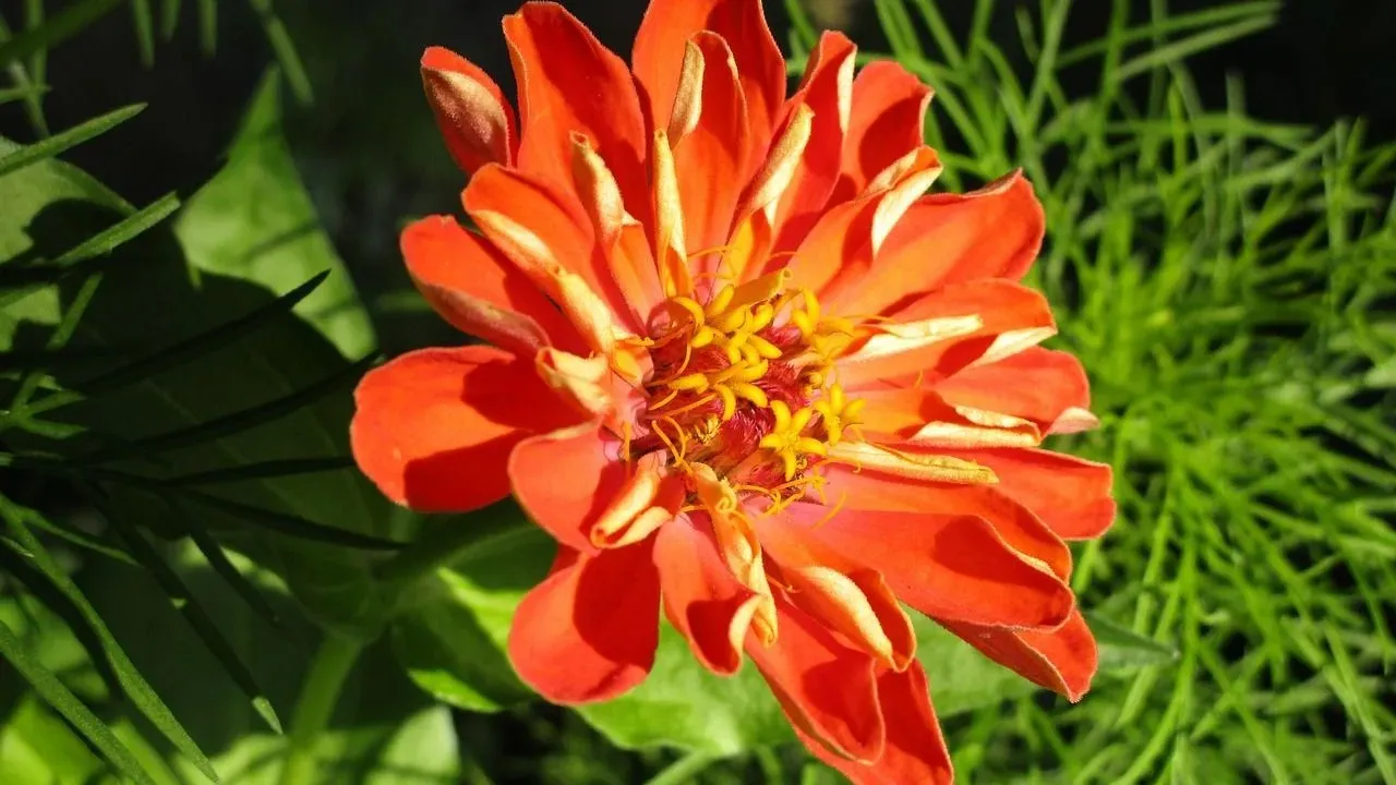 Root Zinnia Cuttings in Water to Multiply Plants Quickly