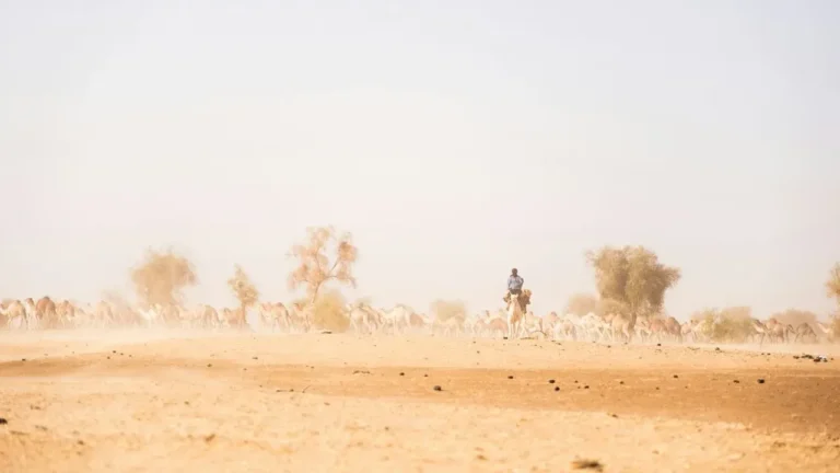 Saharan Dust and a Heat Dome Converge Over the South: What Gardeners Should Expect - Featured image