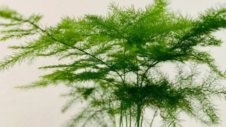 The Stunning Flower Gardeners Keep Mistaking for Asparagus - Featured image