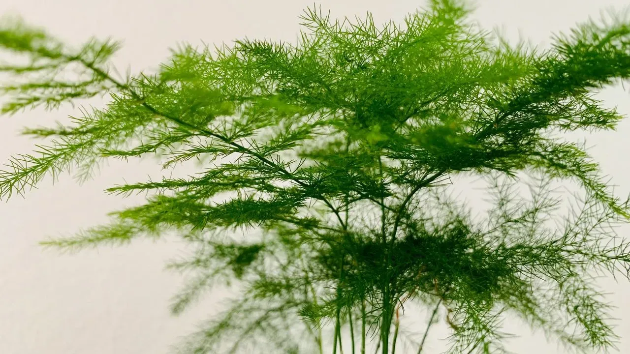 The Stunning Flower Gardeners Keep Mistaking for Asparagus