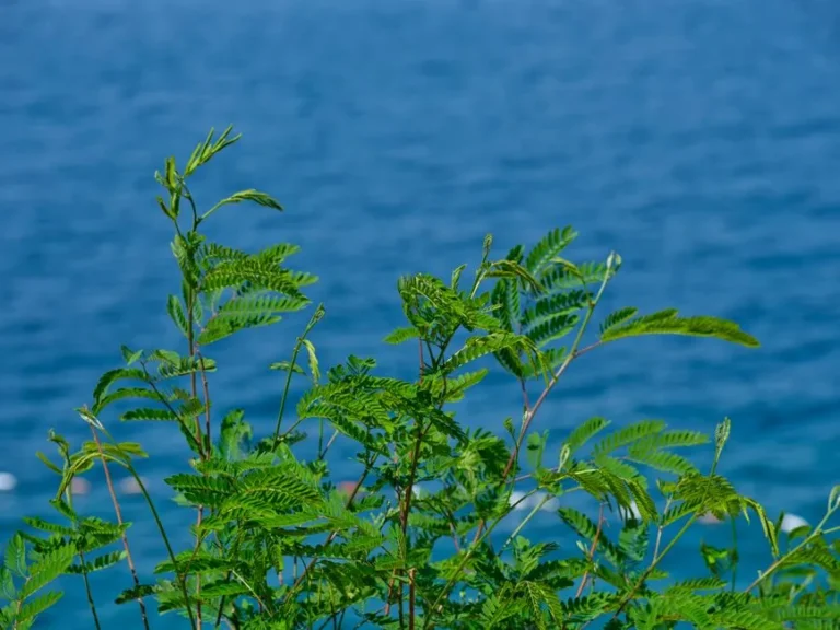 If You Want Your Malibu Garden to Flourish, Plant These 4 Salt-Tolerant Statement Plants - Featured image