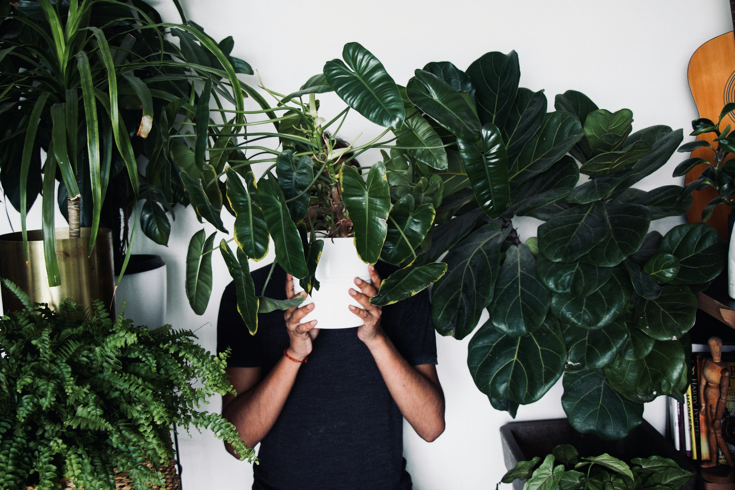 How to Safely Clean Houseplant Leaves to Improve Their Photosynthesis