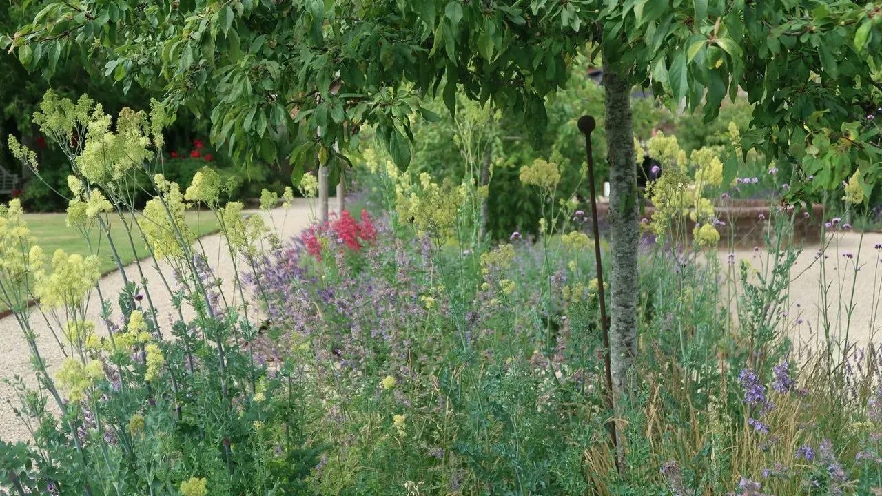 The Rise of Groundcovers: Why Homeowners Are Moving Beyond Traditional Turf
