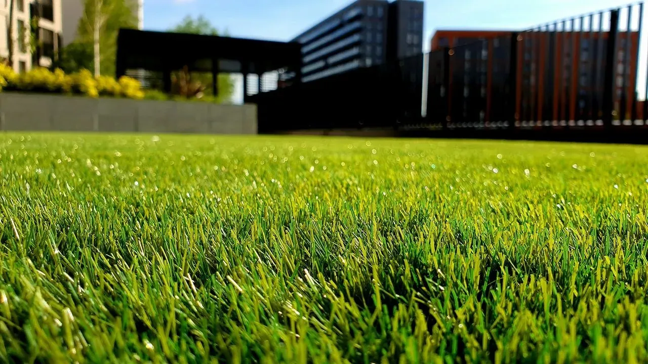 West Seattle Gardener Kills Her Lawn