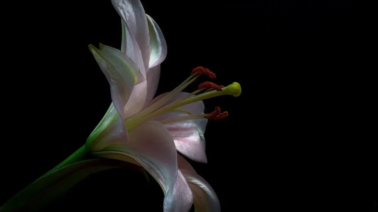 Gail's Daylilies Bring Bold Color to North Carolina