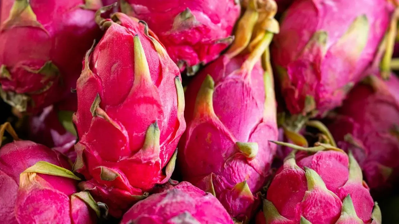 Grow Dragon Fruit Successfully at Home