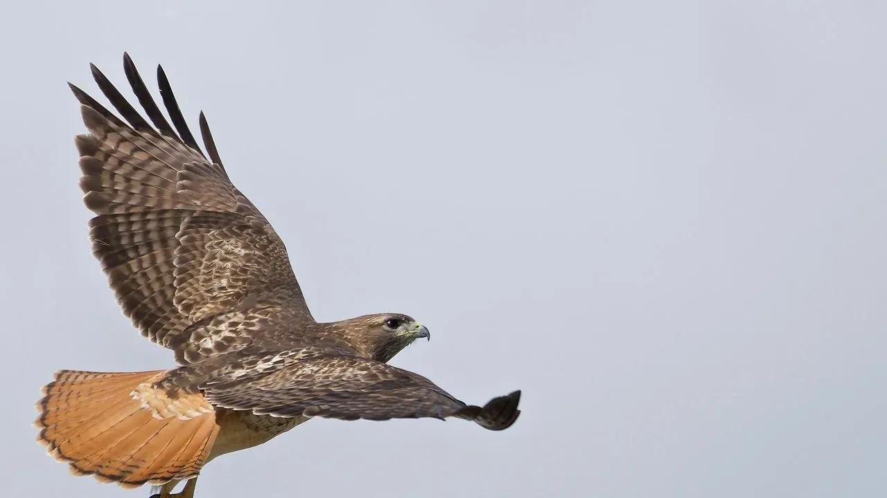 Red-Tailed Hawk Survives Boulder County Car Strike