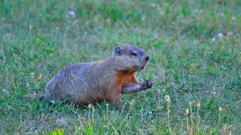 Groundhogs in Vegetable Gardens: Why They Persist and How to Stop the Damage - Featured image